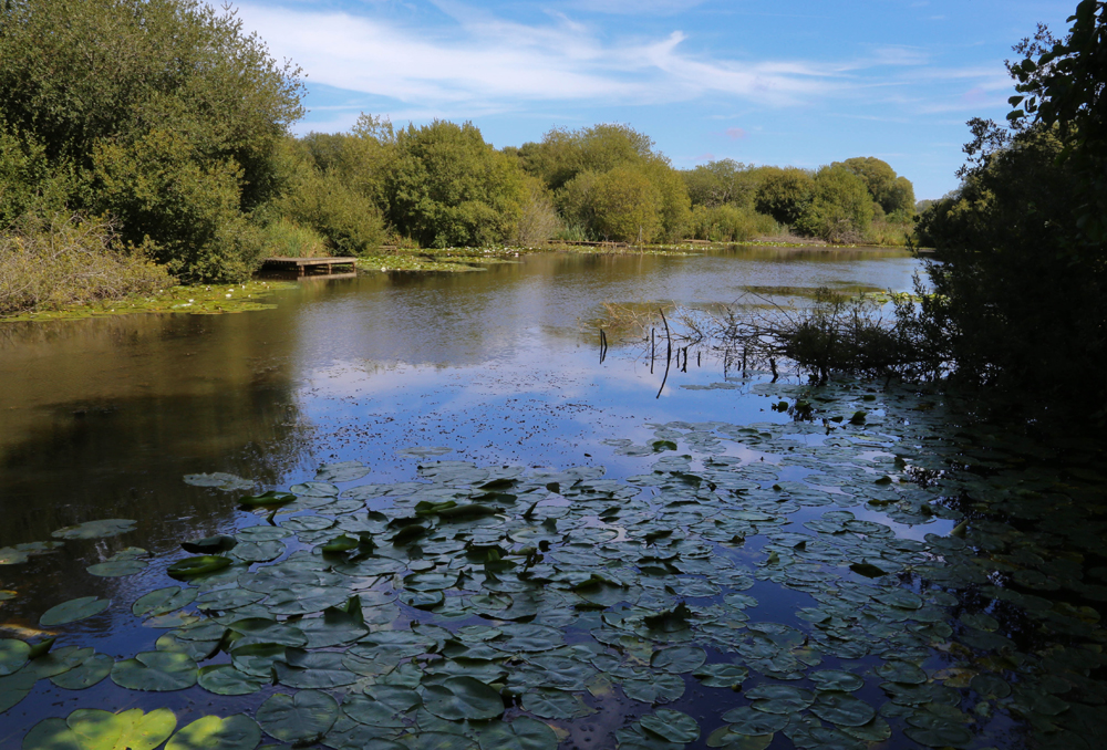 EARLY CHRISTMAS PRESENT FOR ISLE OF WIGHT WILDLIFE AS LAND PURCHASED