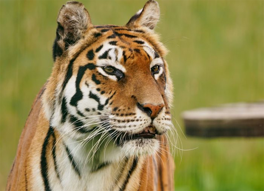 ISLE OF WIGHT ZOO’S SIMI PASSES AWAY AFTER SHORT ILLNESS