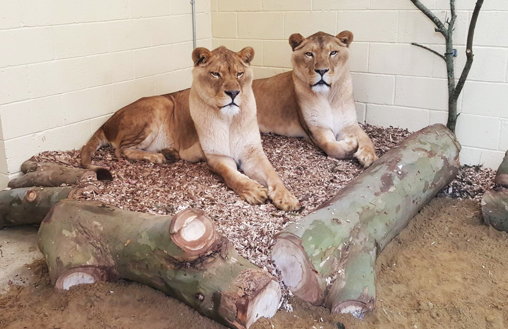 VIDEO: RESCUED LIONS MOVE INTO NEW-BUILD HOUSE AT ISLE OF WIGHT ZOO
