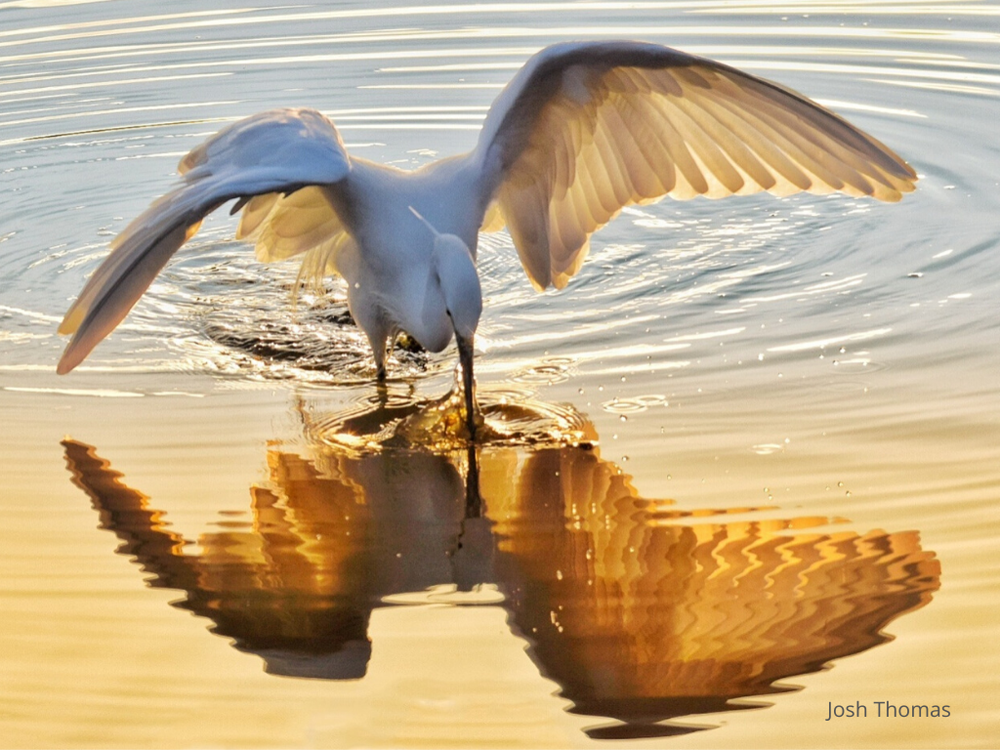 LOCAL PHOTOGRAPHER SCOOPS PRIZE IN GREAT SOLENT BIRDWATCH COMPETITION