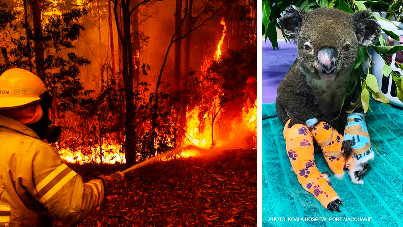 ISLE OF WIGHT HELP TO SAVE AUSTRALIA’S ANIMALS DURING BUSHFIRE CRISIS