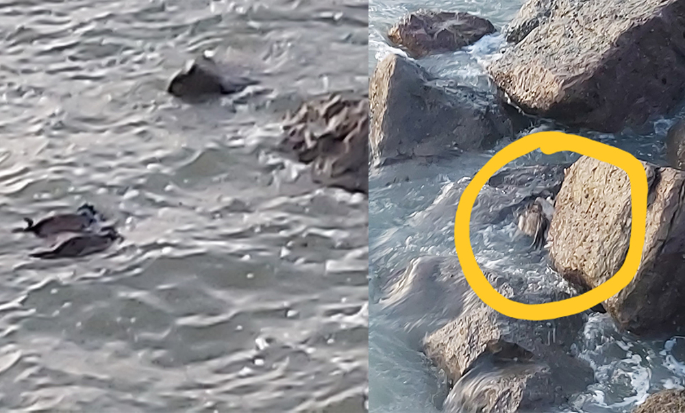 PHEASANTS TIED TOGETHER AND DISCARDED IN THE SEA WASH UP AT TOTLAND