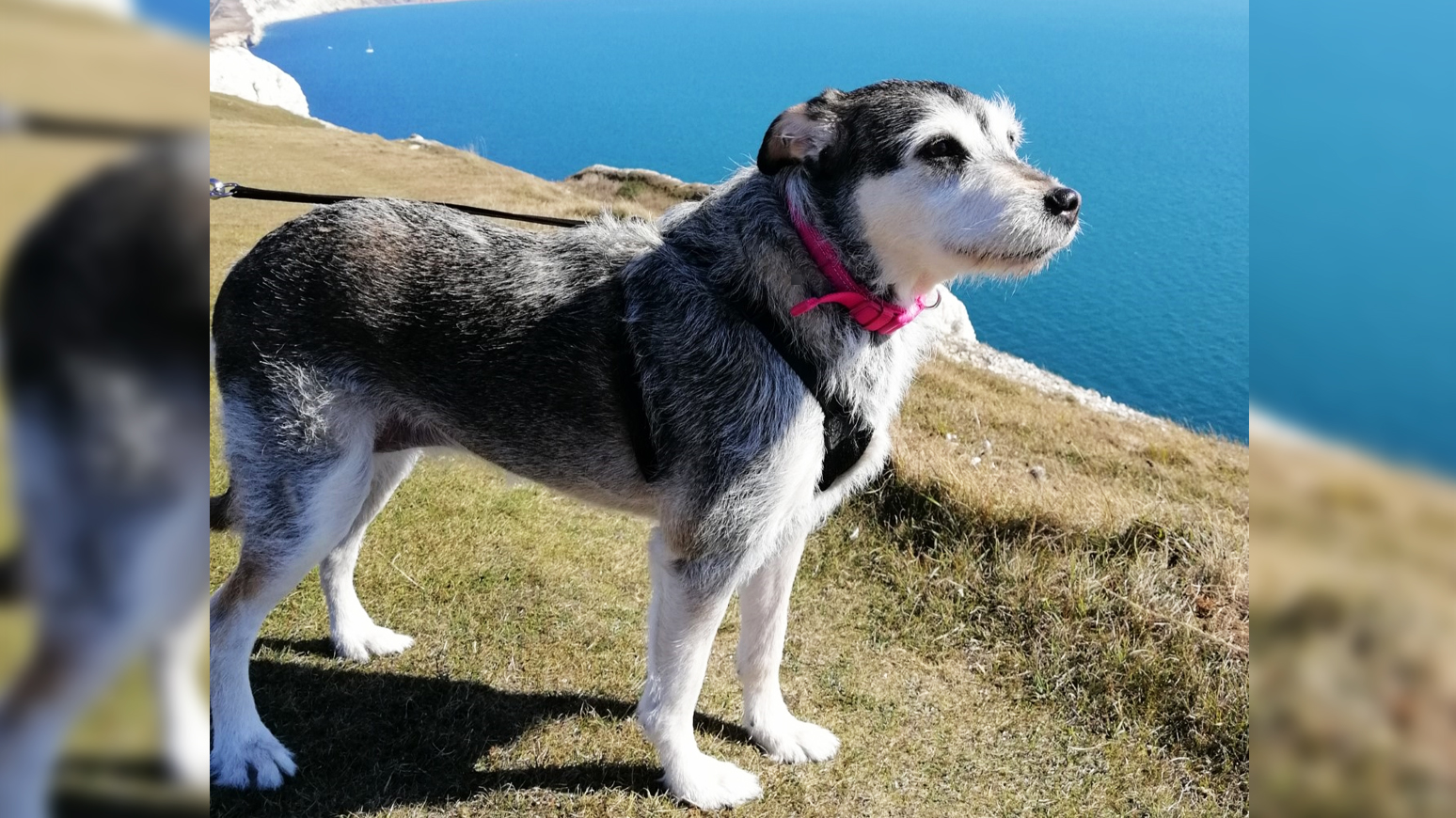 COULD YOU HELP FRIENDS OF THE ANIMALS TO REHOME ‘HOLLY’ THE DOG?