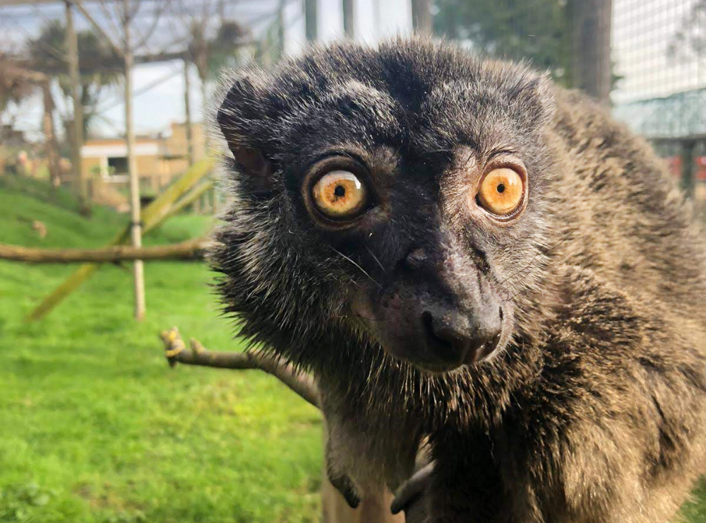 COULD THE ISLE OF WIGHT’S BELLA BE THE OLDEST LEMUR IN THE WORLD?