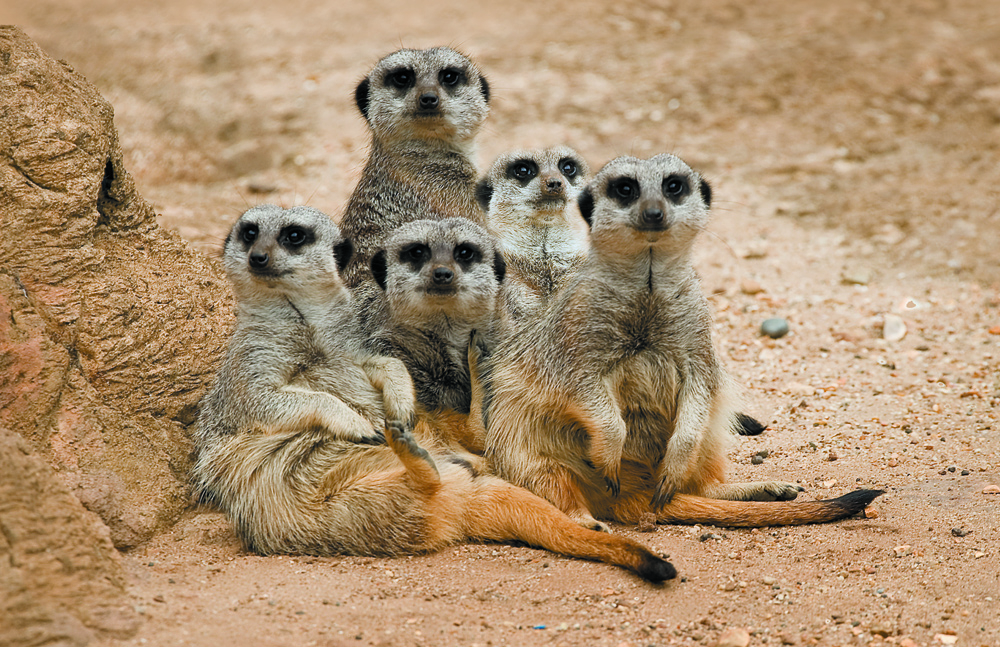 ISLE OF WIGHT ZOO EXPANDS FAMILY OF MEERKATS