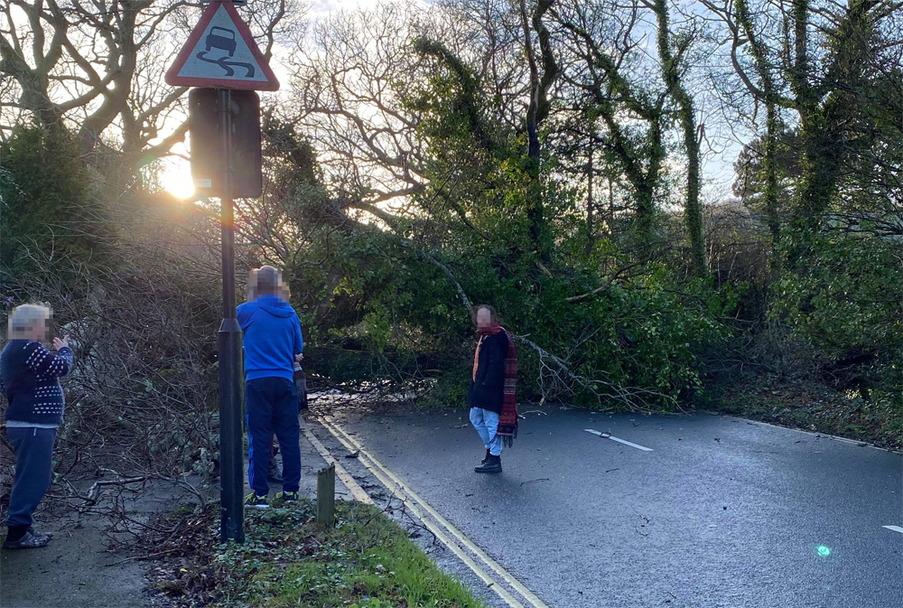 ACCESS TO VENTNOR FROM SHANKLIN SEVERED BY FALLEN TREE