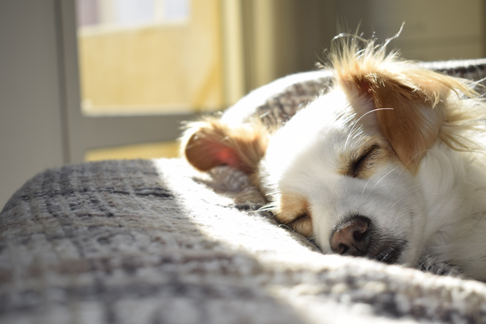 RSPCA ISSUE ADVICE ON HOW TO CARE FOR YOUR PETS IF SELF ISOLATING