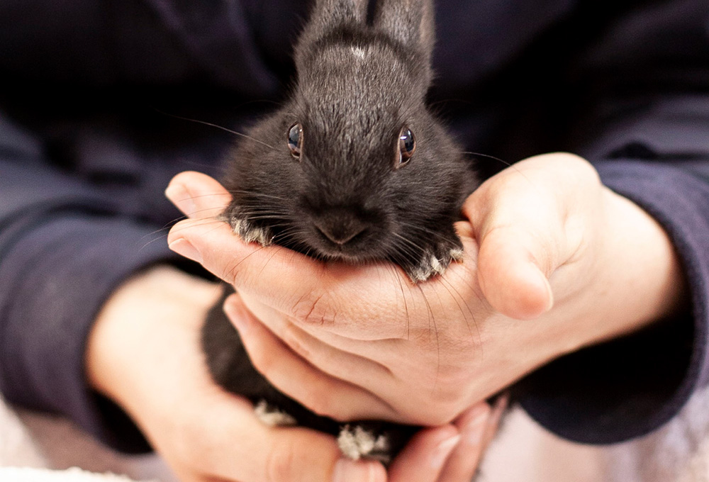RSPCA STILL RESCUING AND REHOMING ON THE ISLE OF WIGHT