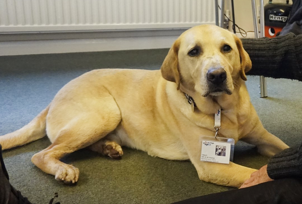 PAW-FECT VOLUNTEER ENJOYS PLENTY OF FUSS AT ACTIVE MINDS CLUB