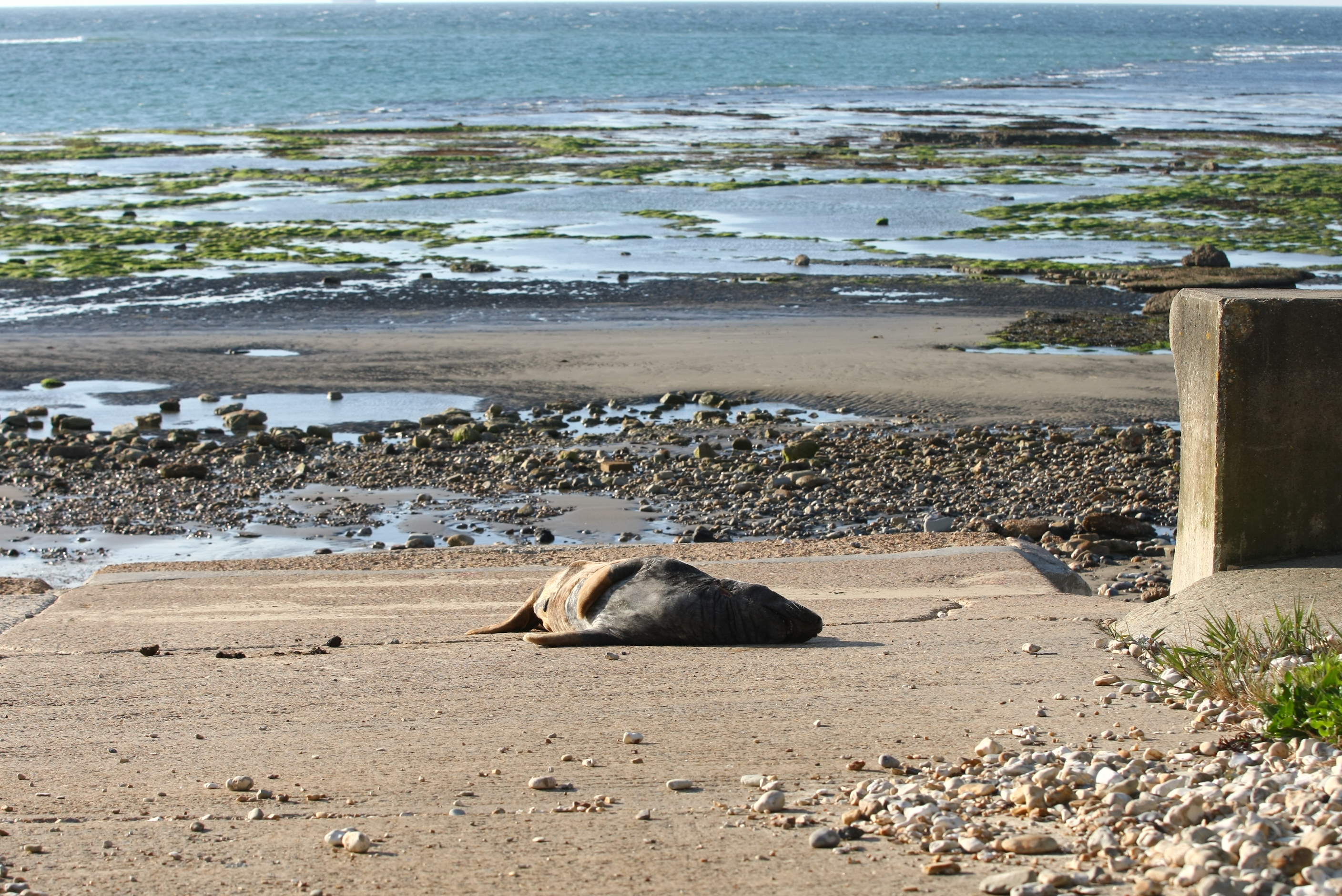 DEAD SEAL DISCOVERED IN BEMBRIDGE