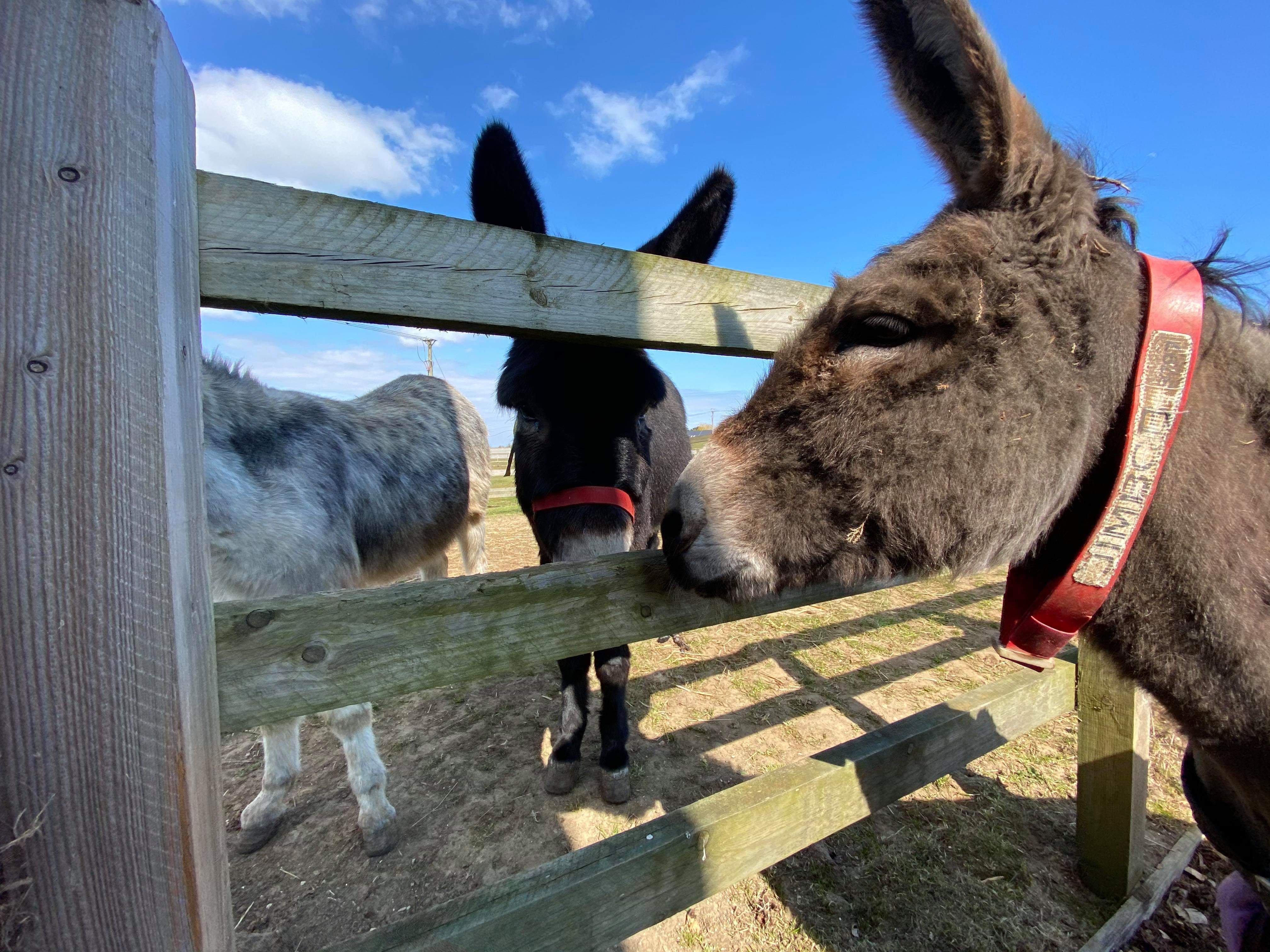 ISLE OF WIGHT DONKEY SANCTUARY TO APPEAR ON CHANNEL 4’S ‘THE STEPH SHOW’ TODAY