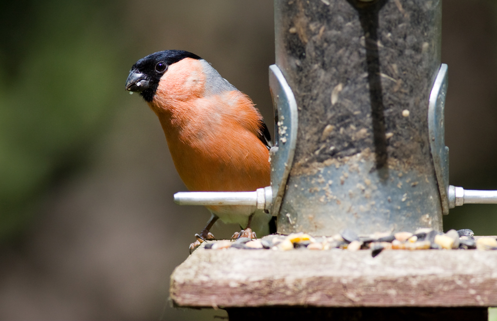 WILDLIFE TRUST LAUNCHES NEW INITIATIVES TO CONNECT PEOPLE WITH NATURE