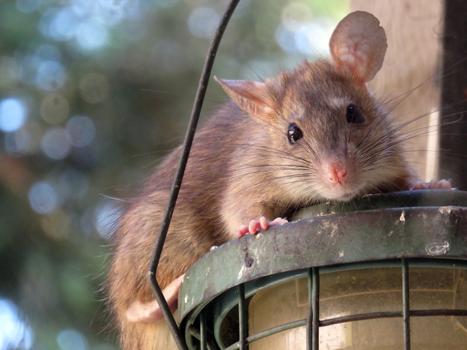 PESTS DIDN’T GET THE STAY AT HOME MEMO WARNS HILLBANS