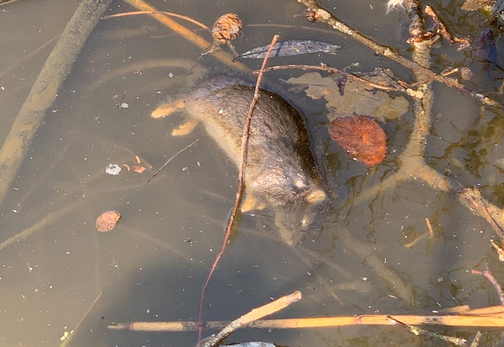 RODENTS FLOAT DEAD IN BIG MEAD POND AS VERMIN ‘TAKE OVER’