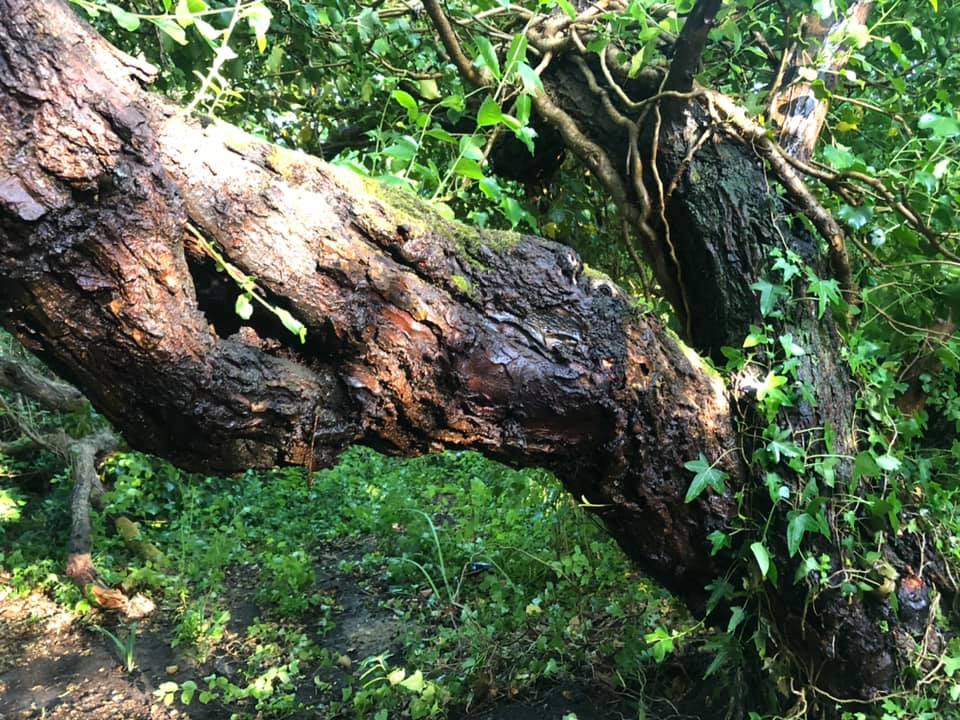 ‘DELIBERATE’ FIRE IN HOLLOW TREE EXTINGUISHED BY FRESHWATER CREW