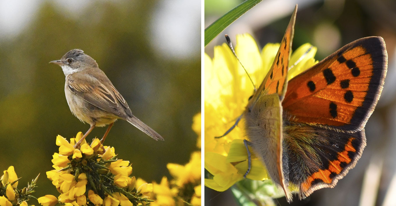READERS’ GALLERY: 8TH MAY 2020