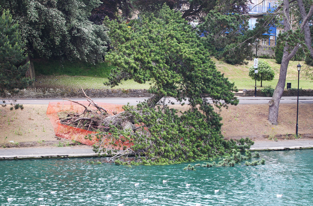 TREE CRASHES DOWN INTO THE CANOE LAKE AT RYDE