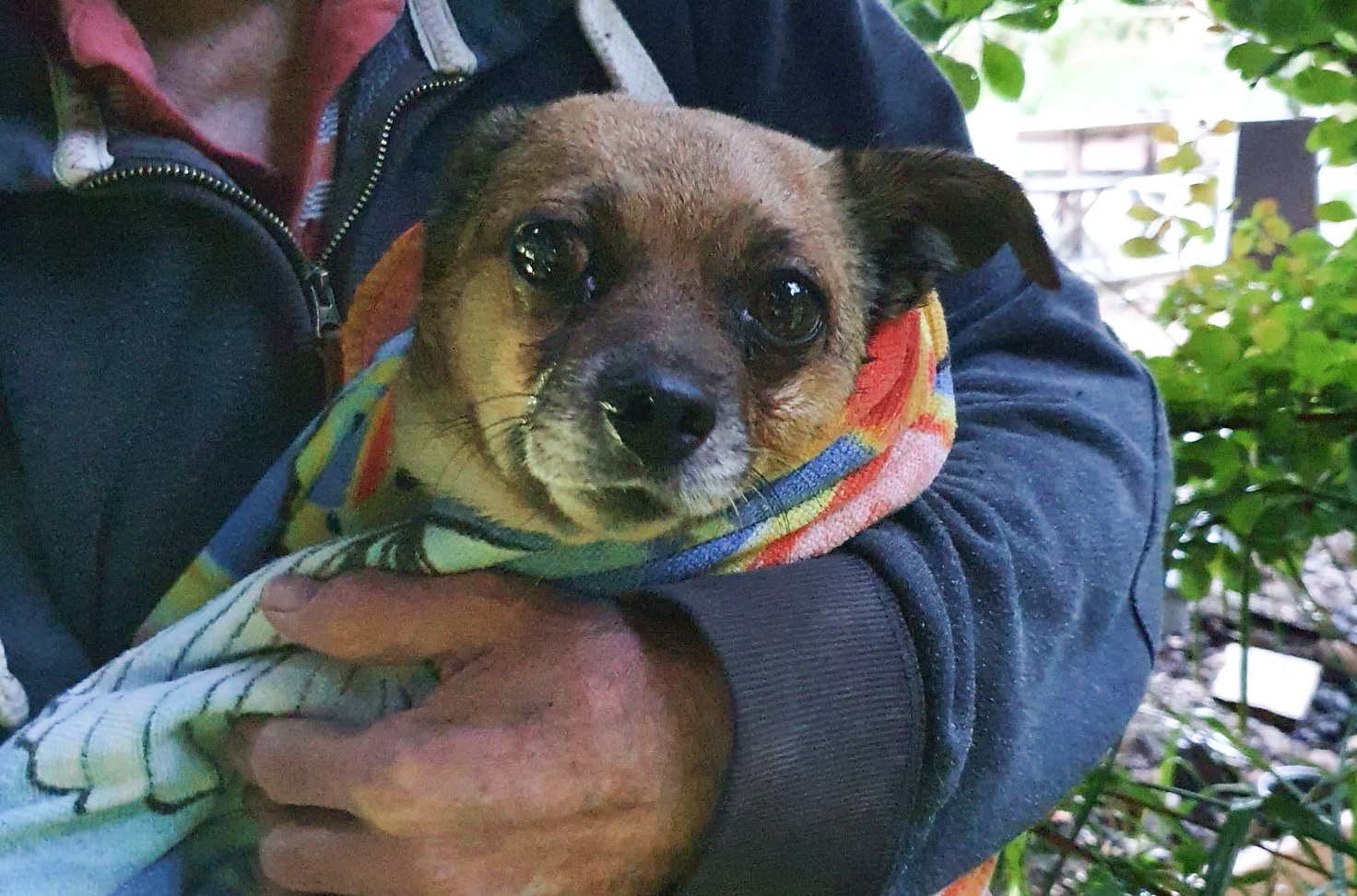 EARLY MORNING SHOUT TO RESCUE DOG STUCK IN CAST IRON GATE