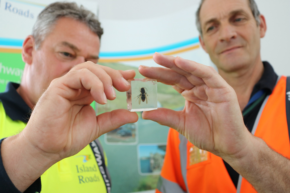 ISLAND ROADS ON THE LOOKOUT FOR INSECT INVADER