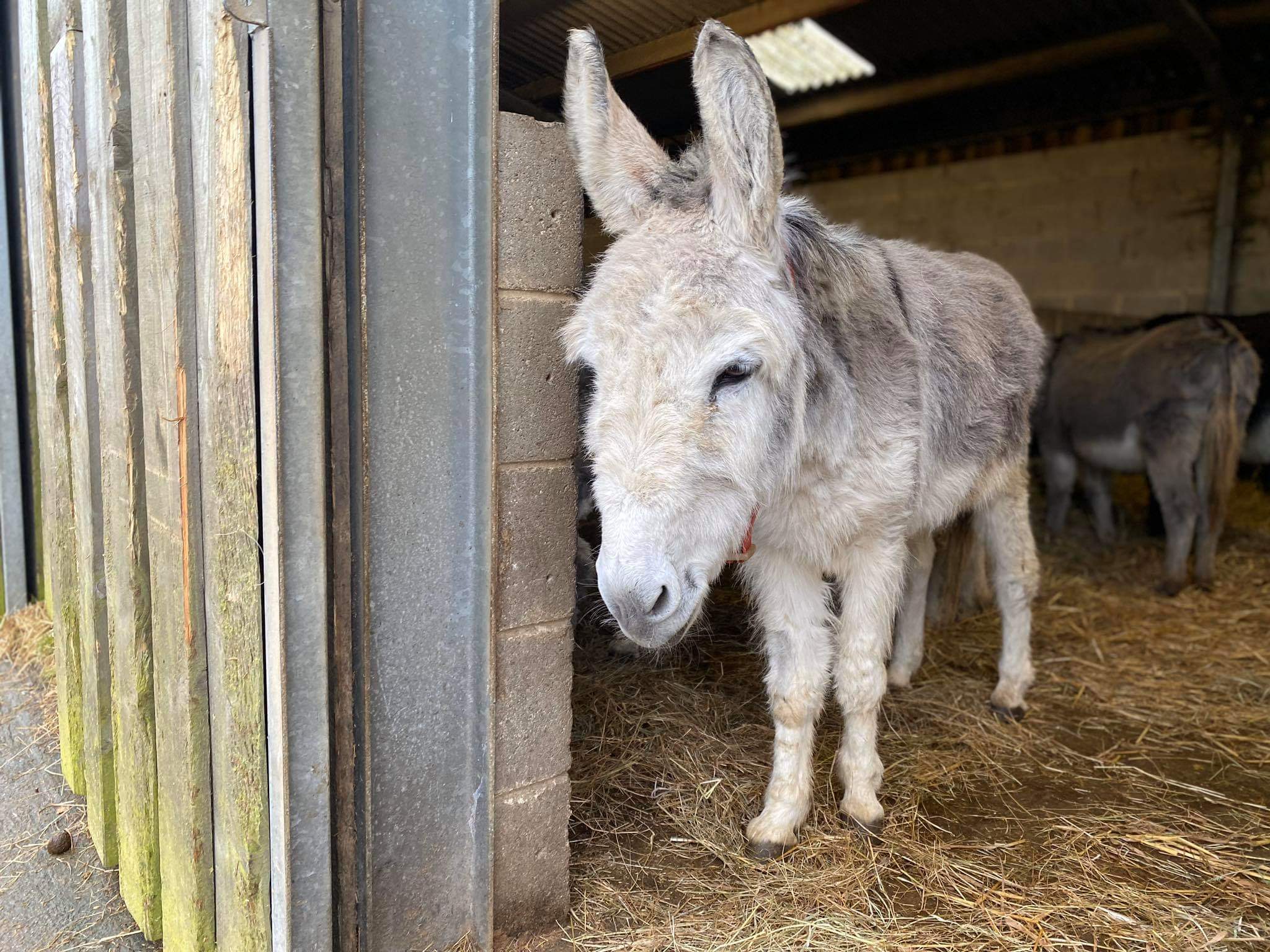 GOODBYE DUSTY – ISLE OF WIGHT DONKEY SANCTUARY SAY GOODBYE TO AN OLD FRIEND