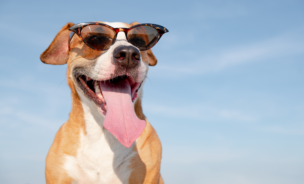 DOG BEACH BAN TO COME INTO FORCE NEXT WEEK