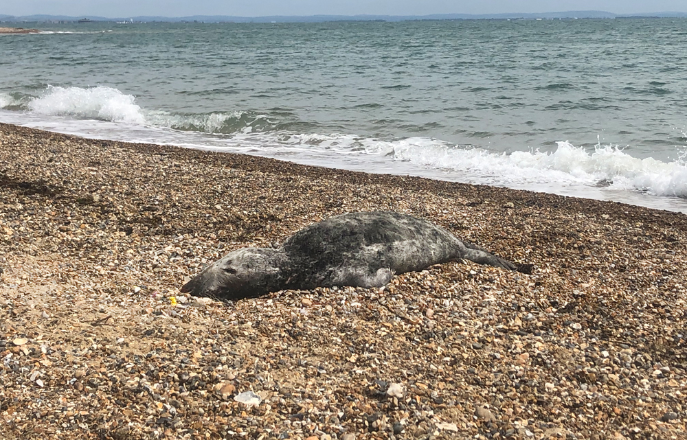 DEAD SEAL AT THE DUVER IN ST HELENS