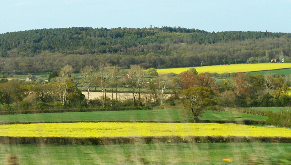 CONSULTATION LAUNCH ON ENGLAND’S TREE STRATEGY