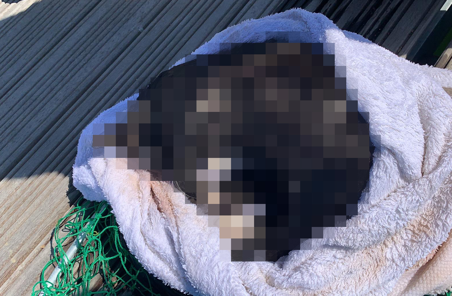 CAT IN BLACK BAG FOUND DUMPED IN THE SEA AND WEIGHTED DOWN WITH STONES