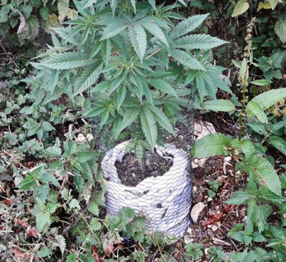 POLICE FIND CANNABIS PLANTS GROWING IN A FIELD OFF MIDDLE ROAD