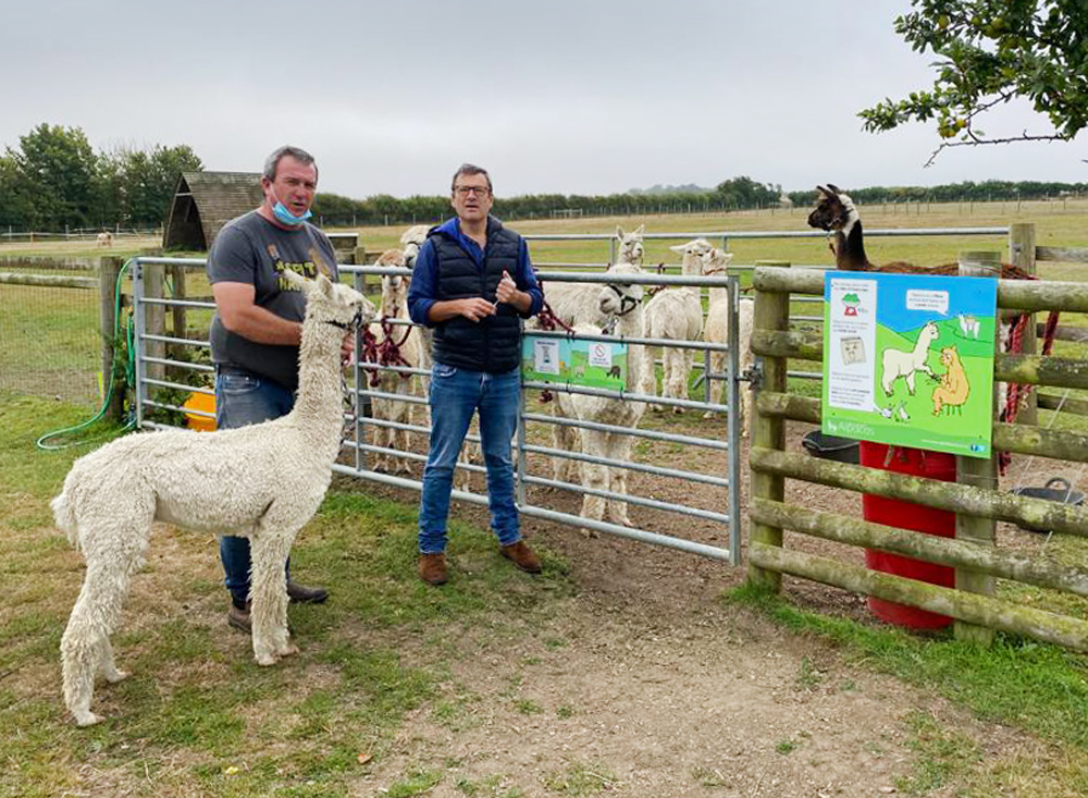 MP CHECKS IN ON THE WEST WIGHT’S ALPACAS