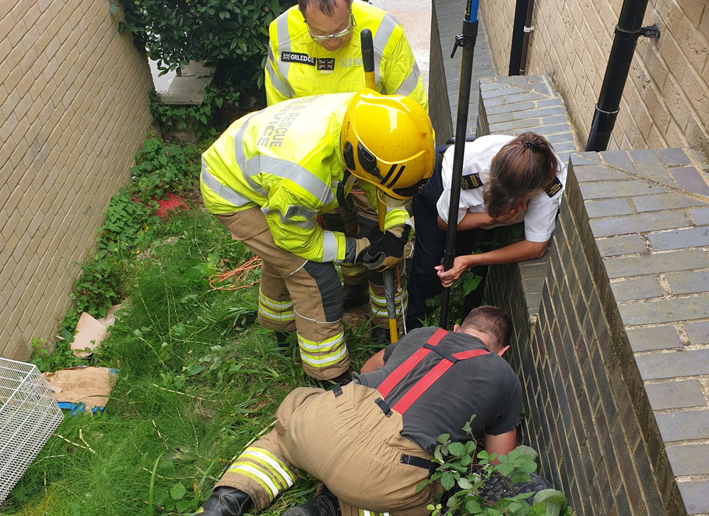 FOX RESCUED FROM DRAIN IN COWES