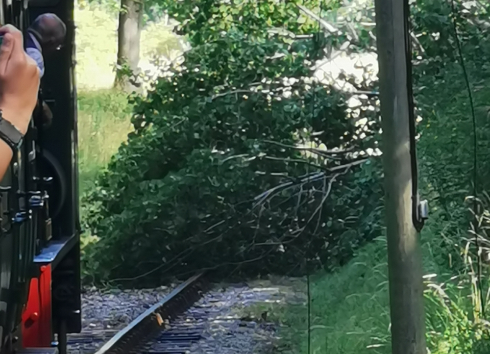 FALLEN TREE NEAR WOOTTON STOPS TRAIN IN ITS TRACKS