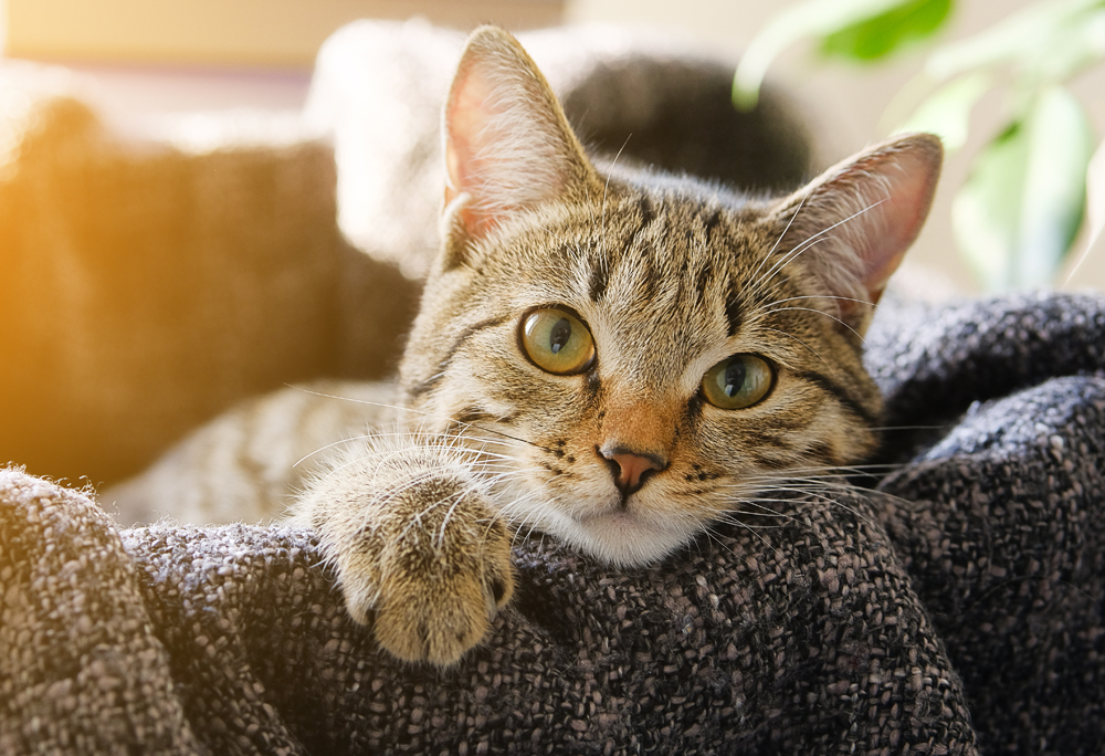 ADVICE FOR PET OWNERS AS CAT TESTS POSITIVE FOR COVID-19 IN THE UK