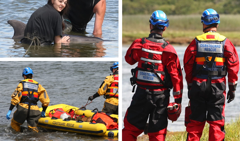 RESCUE LAUNCHED TO HELP DOLPHIN AT THE CAUSEWAY IN FRESHWATER
