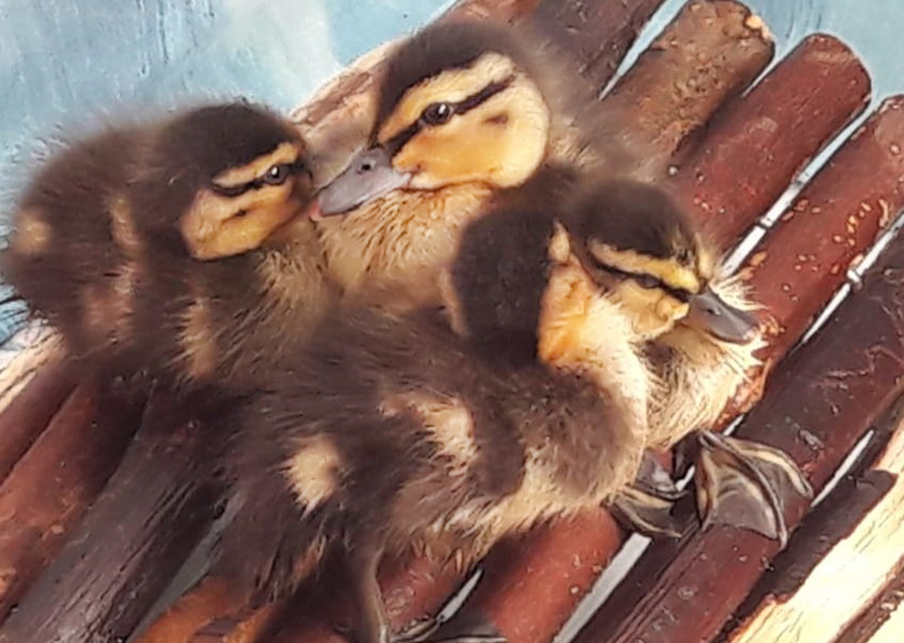 QUACK-THINKING SAVES DUCKLINGS FROM DRAIN