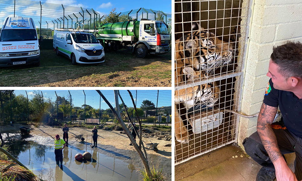 LOCAL BUSINESSES JOIN FORCES TO GIVE TIGER ENCLOSURE A SUMMER SPRUCE UP