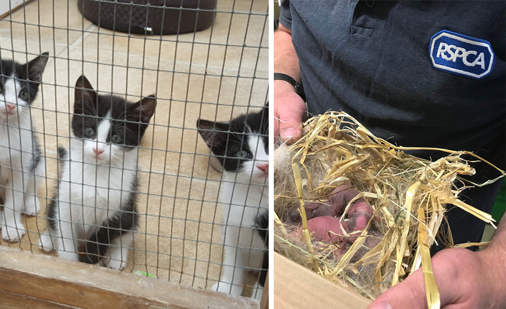 RSPCA BRACES FOR SUMMER SURGE IN ABANDONED ANIMALS ON THE ISLE OF WIGHT