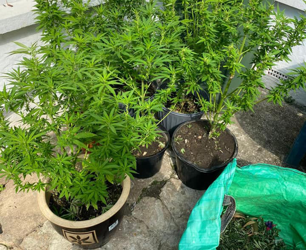 JOINT OPERATIONS TEAM DISCOVER CANNABIS PLANTS GROWING ON SHANKLIN DOORSTEP