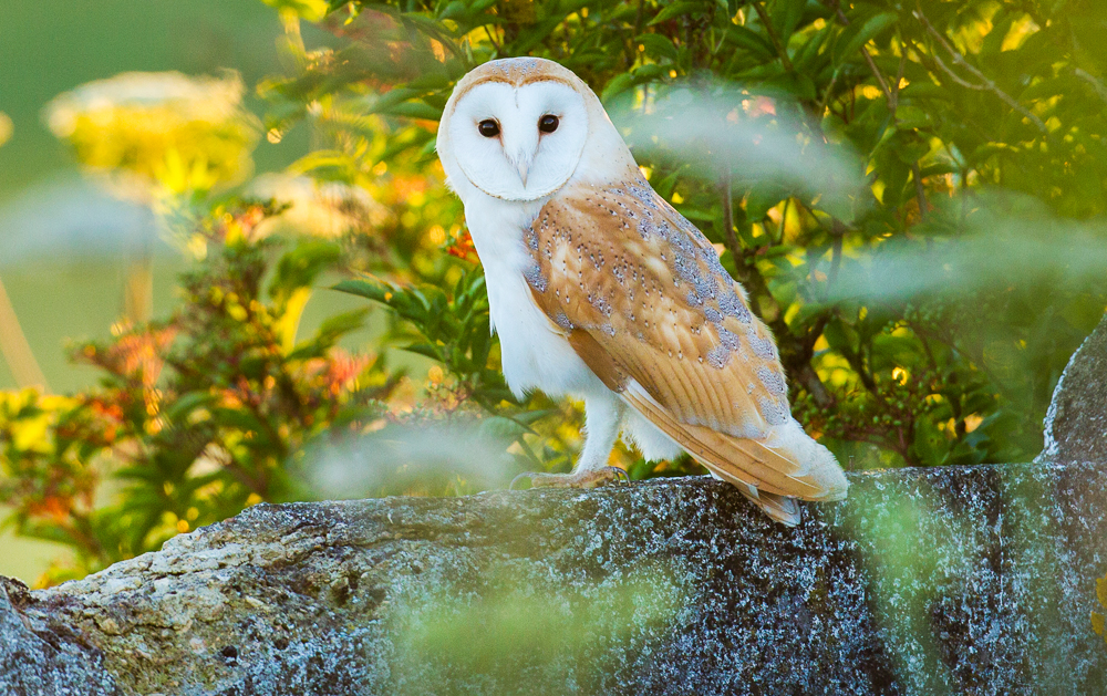 WILDLIFE TRUST AWARDED £167,000 TO HELP ADDRESS THE IMPACT OF COVID-19