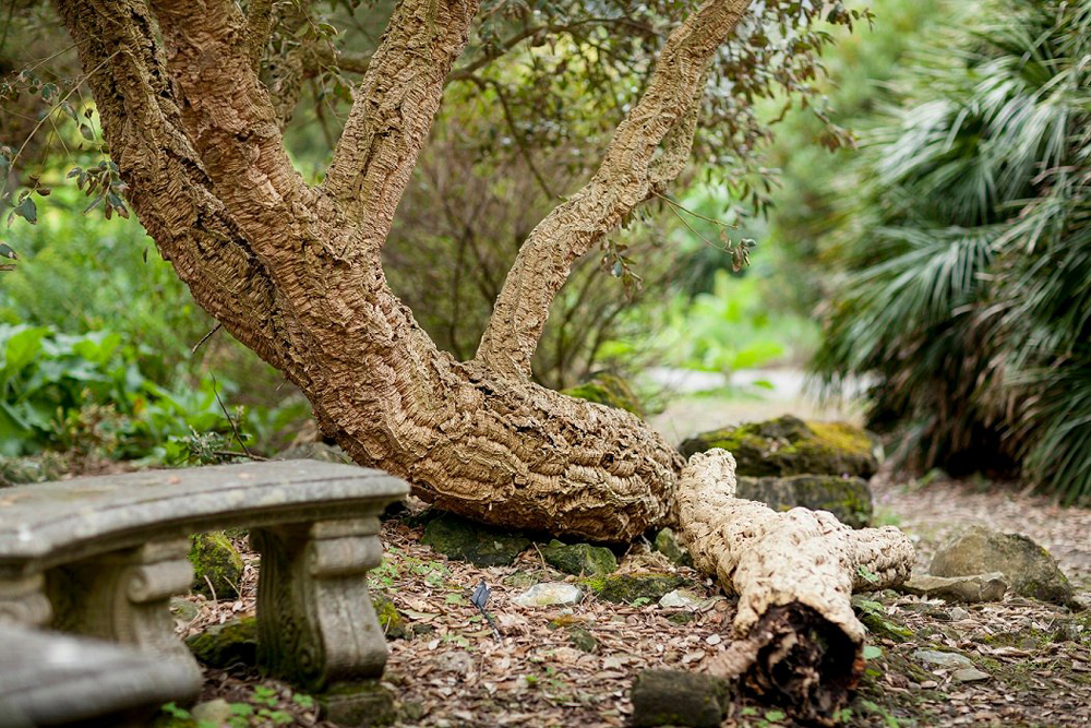 MENTAL HEALTH SERVICE THANK VENTNOR BOTANIC GARDENS