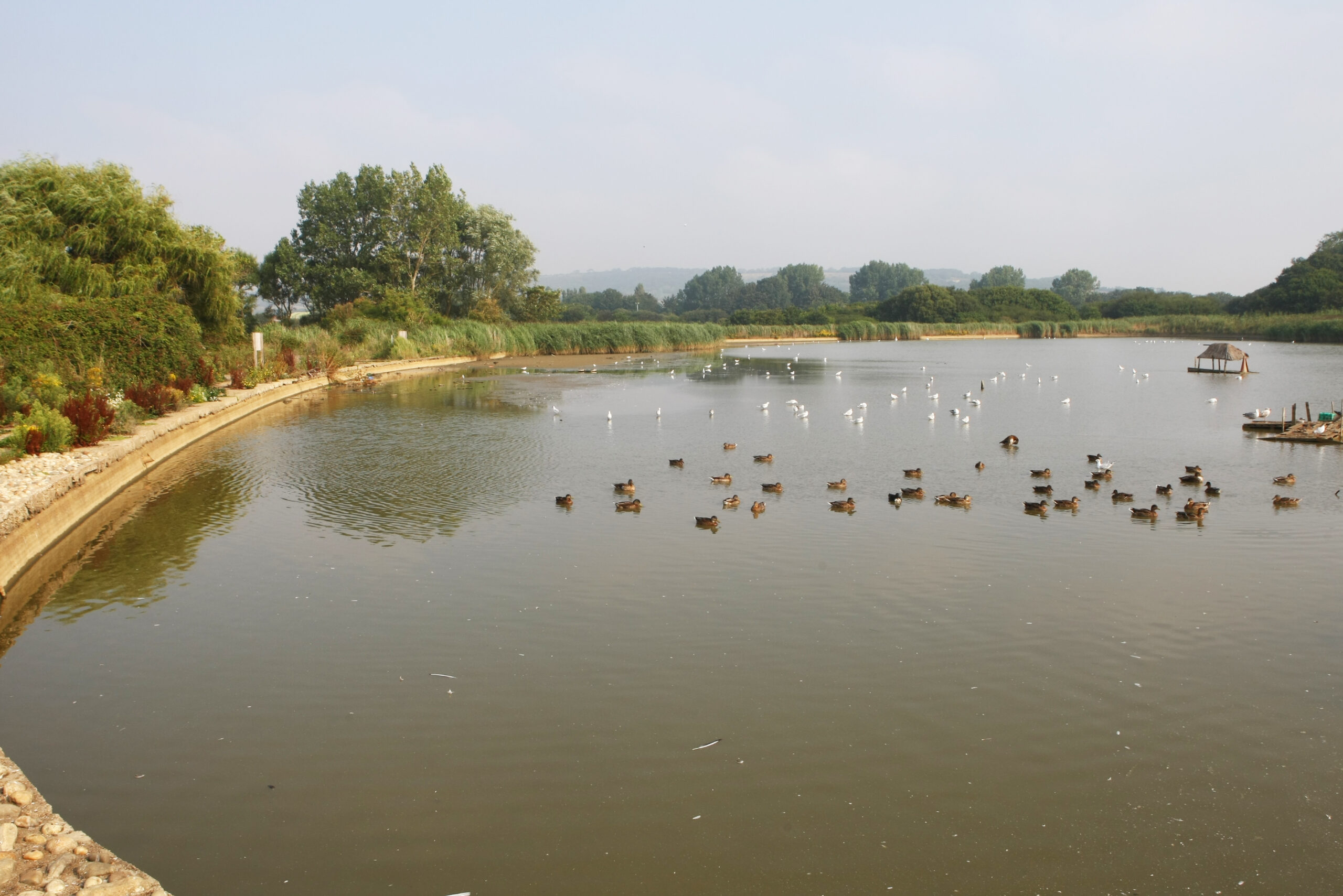 RESIDENTS ISSUE URGENT PLEA TO SAVE THE FISH AT SANDOWN’S CANOE LAKE