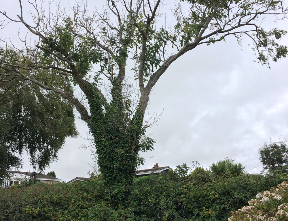‘INSPECT AND PROTECT’ ADVICE AS ASH DIEBACK TAKES HOLD OF HIGHWAY TREE STOCK