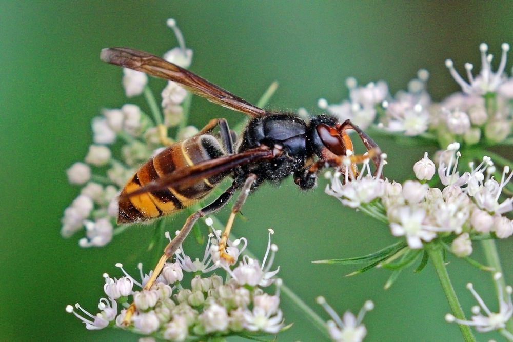 PLEA ISSUED TO PROTECT THE ISLAND’S BEES FROM ASIAN HORNETS