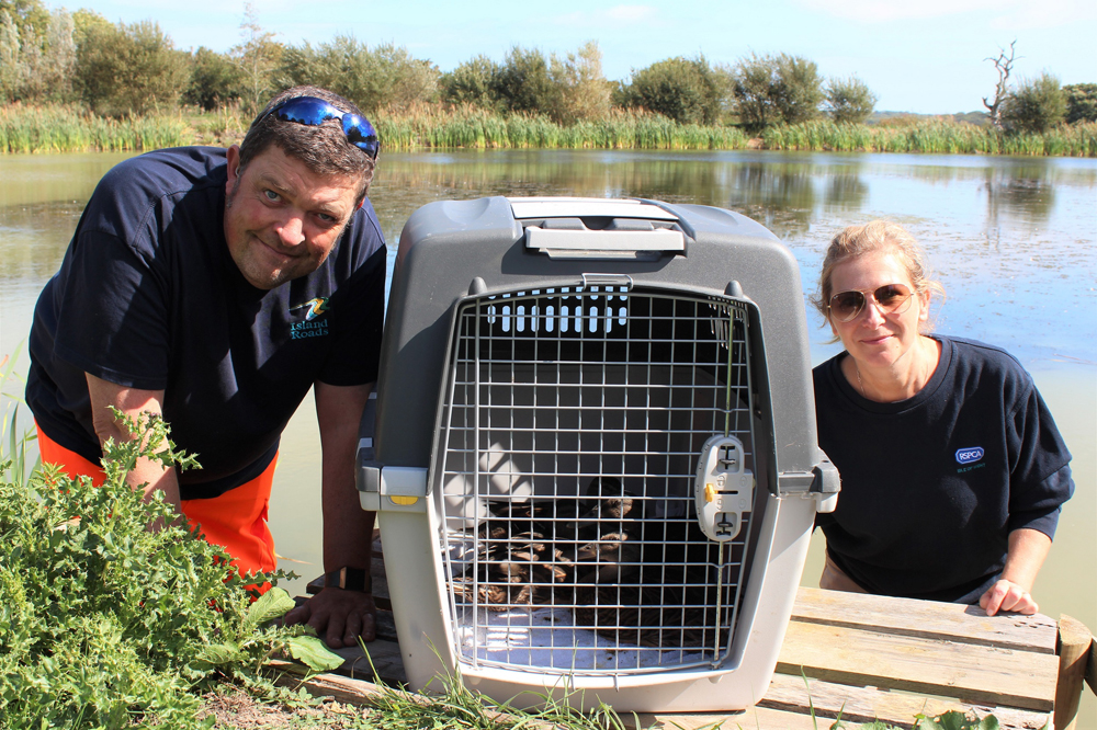 DUCKLINGS GO QUACKERS FOR NEW HOME
