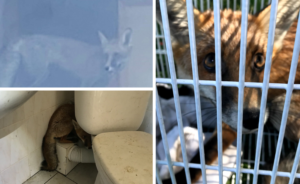 RSPCA RESCUES FOXES TRAPPED IN BURNT DOWN SANDOWN HOTEL