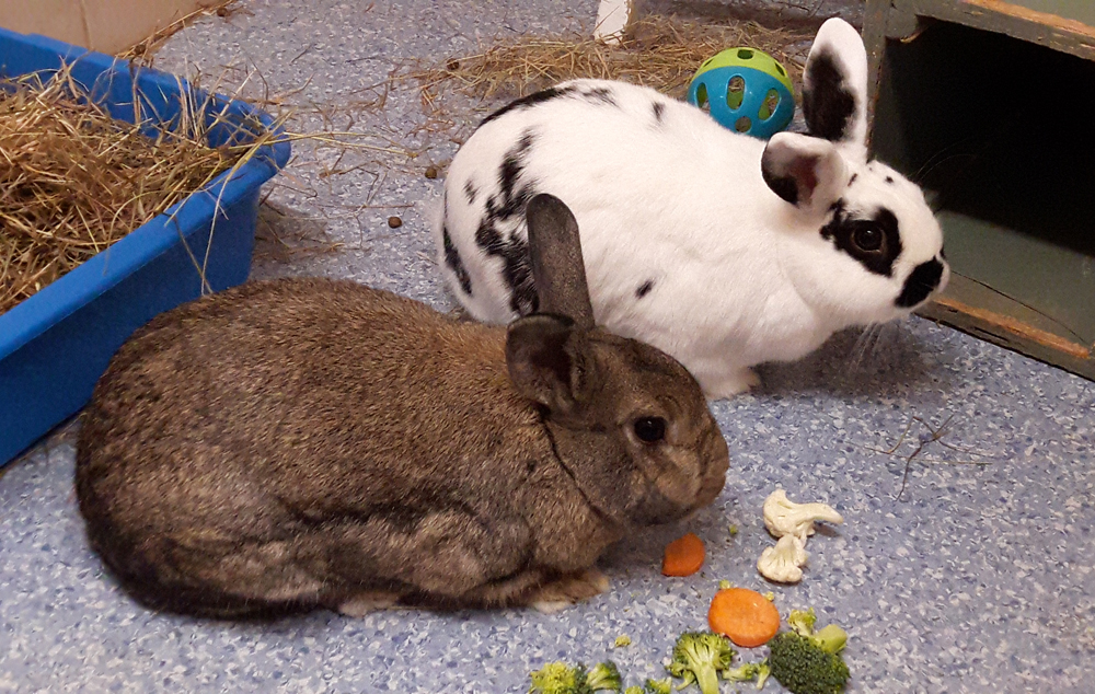 RISE OF LOCKDOWN ‘STARTER PET’ COULD LEAD TO INCREASE IN NEGLECT WARNS RSPCA