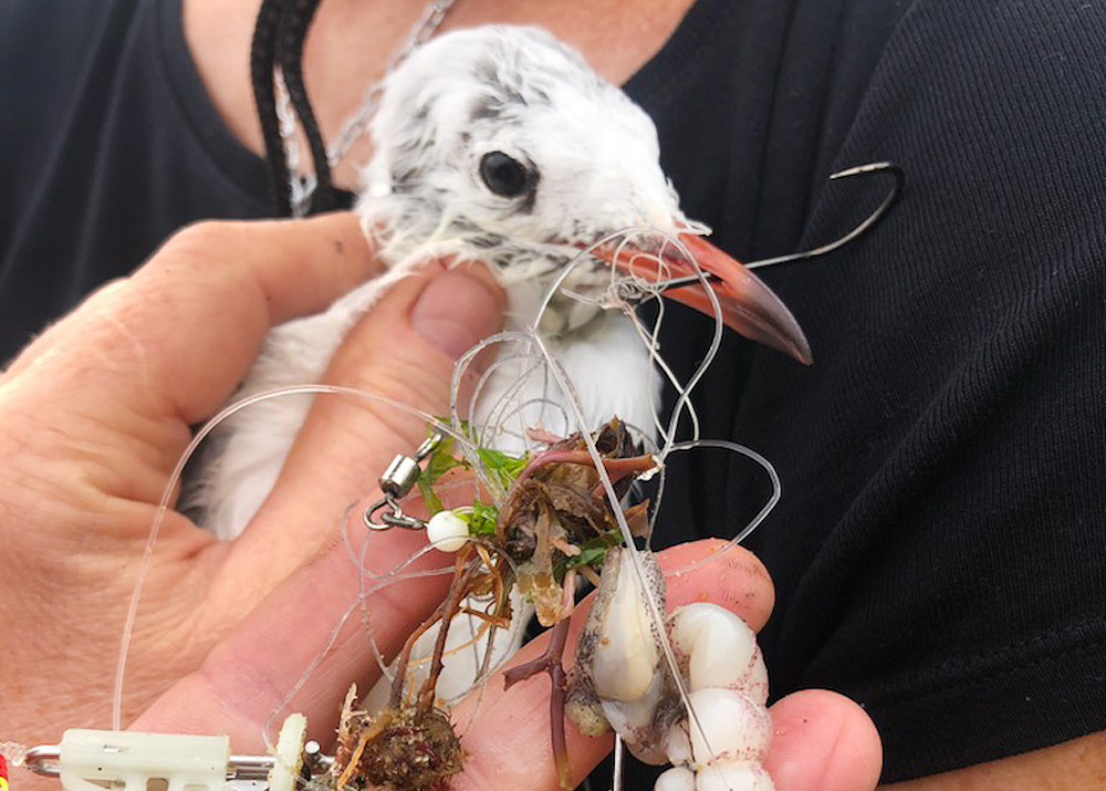 LOCAL WOMEN HIGHLIGHTS DANGERS OF DISCARDED FISHING TACKLE AFTER SEAGULL RESCUE