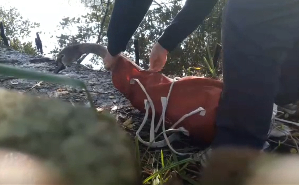 SWAN BACK IN CARISBROOKE AFTER STORMY MISHAP