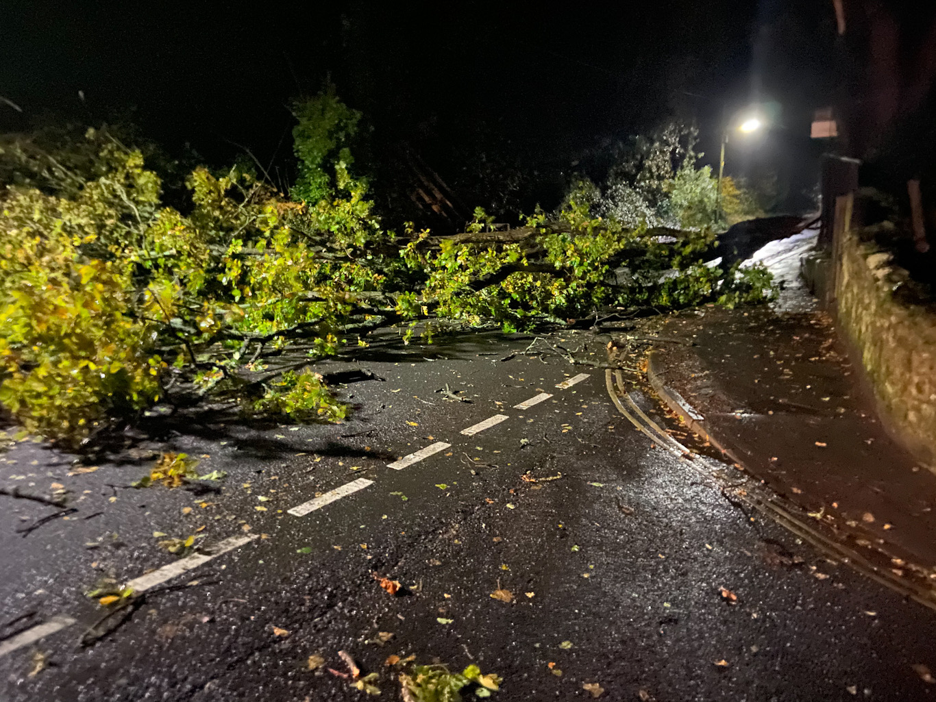 WROXALL TO VENTNOR ROAD BLOCKED BY FALLEN TREE