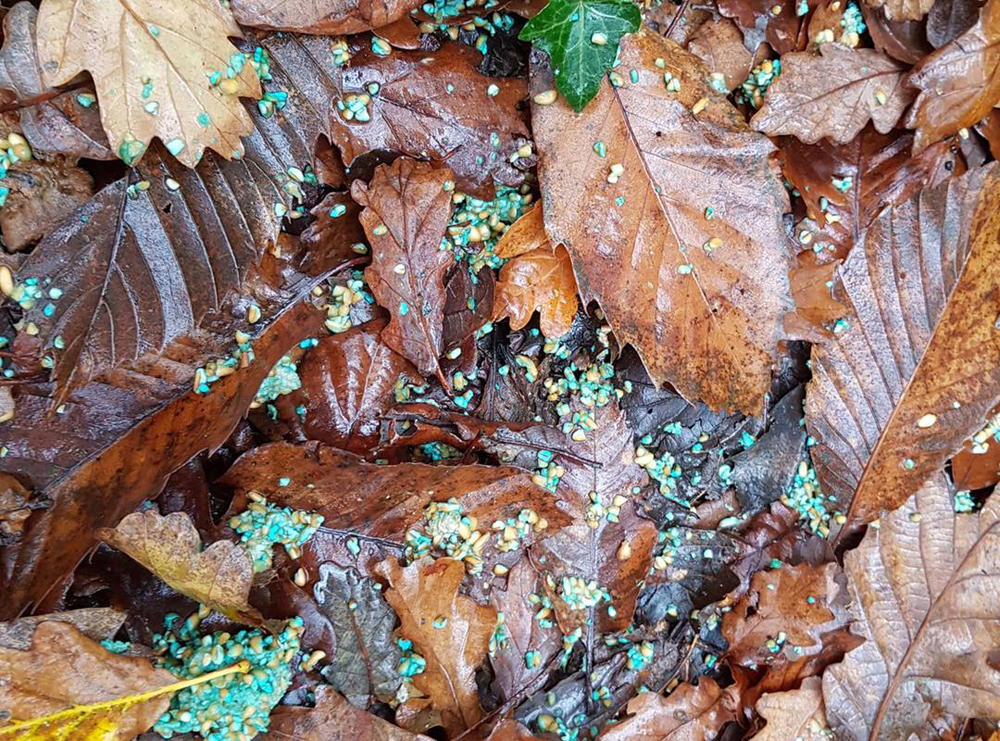 RAT POSION AND BROKEN GLASS DELIBERATELY LEFT TO INJURE ANIMALS AT PARKHURST